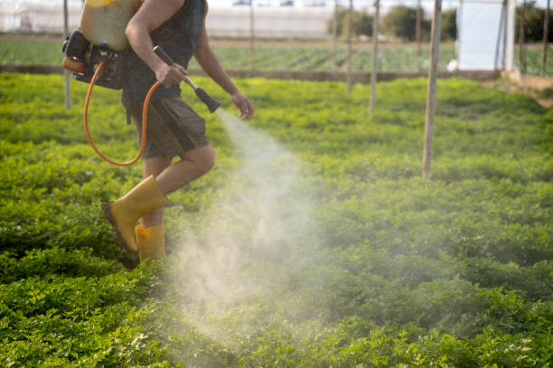 Best Affordable Pest Control Services  in Lanai City, HI