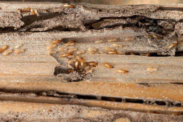 Best Ant Control Services  in Lanai City, HI